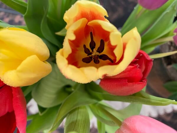 tulipanok