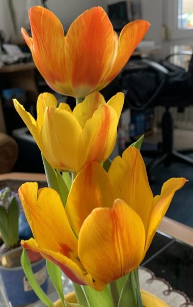 három tulipán